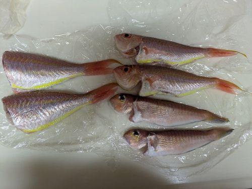 アマダイの釣果