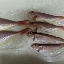 アマダイ