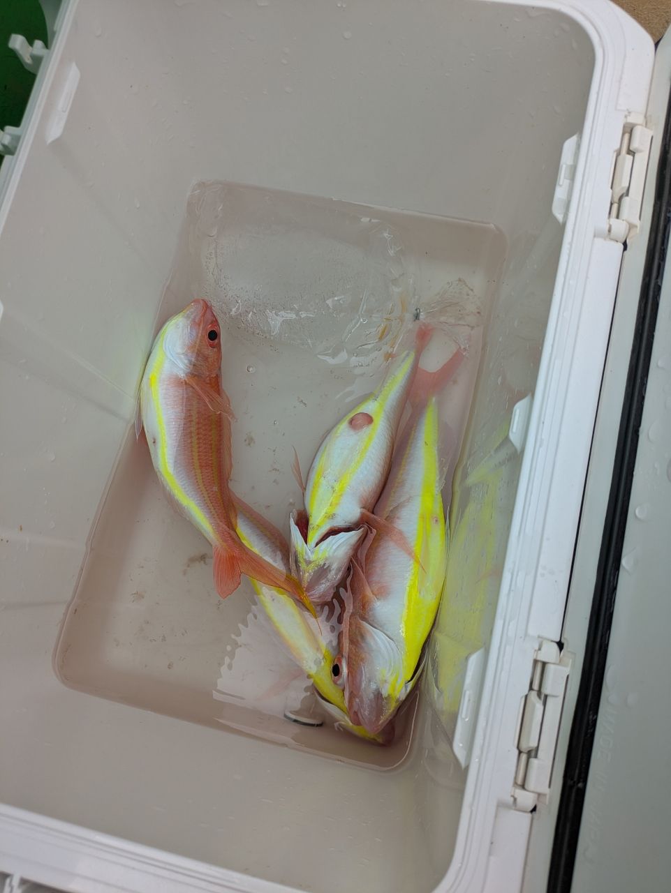 ゆりこさんの釣果 2枚目の画像