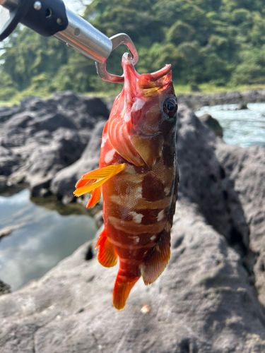 アカハタの釣果