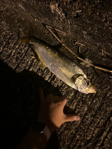 ヒラの釣果