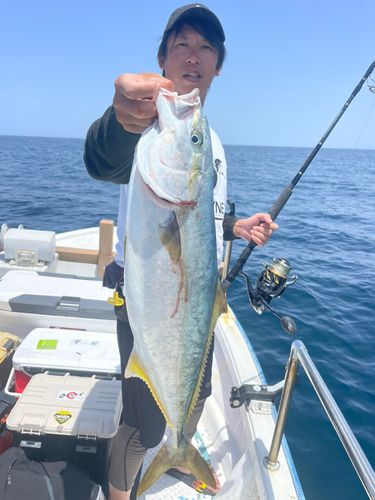 ヒラマサの釣果