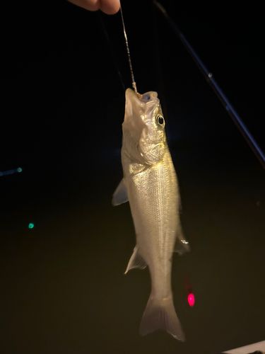 セイゴ（タイリクスズキ）の釣果