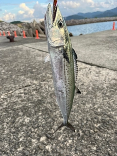 サゴシの釣果