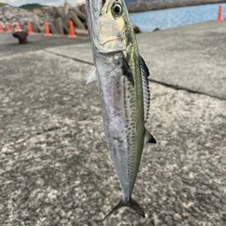 サゴシ