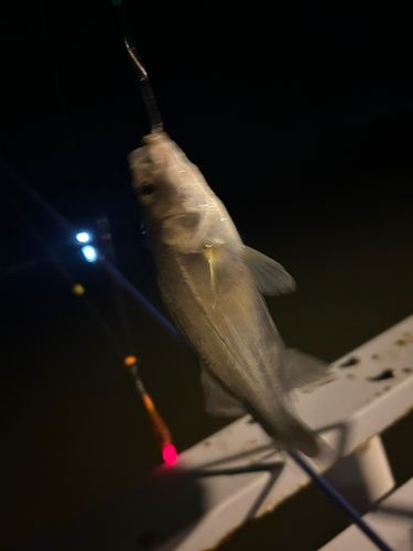 セイゴ（タイリクスズキ）の釣果