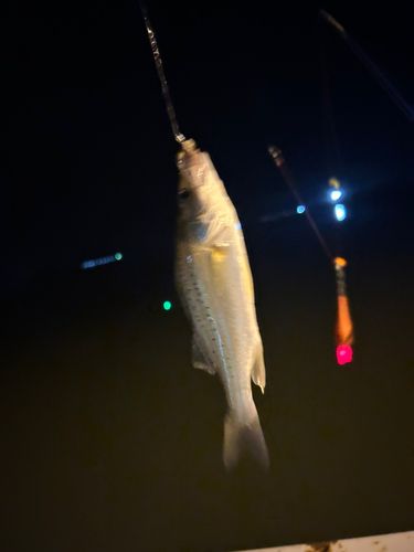 セイゴ（タイリクスズキ）の釣果