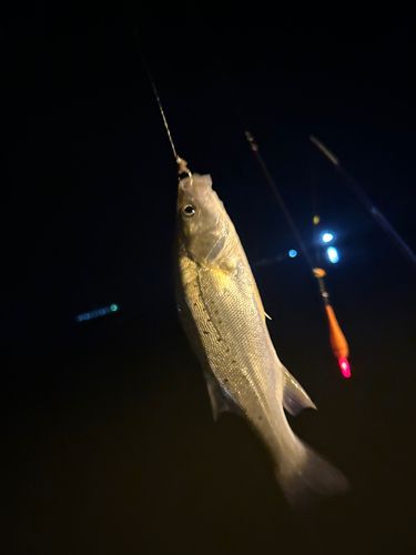 セイゴ（タイリクスズキ）の釣果