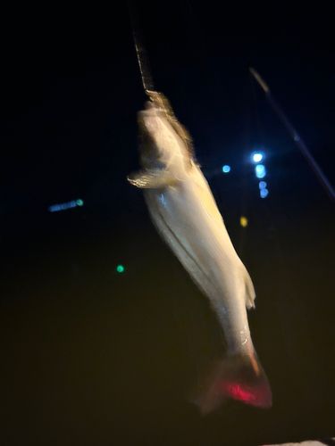 セイゴ（タイリクスズキ）の釣果