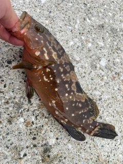 キジハタの釣果