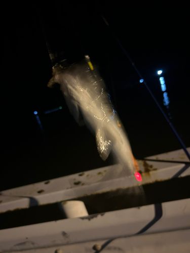 セイゴ（タイリクスズキ）の釣果