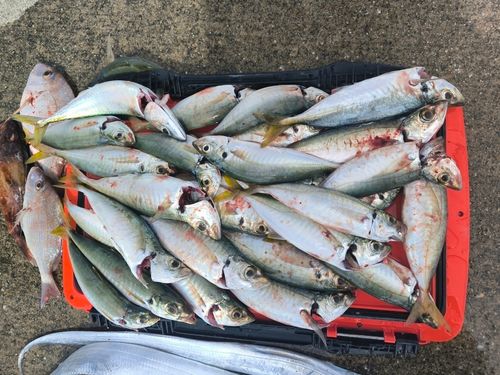 アジの釣果