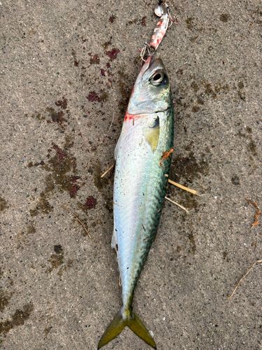 サバの釣果