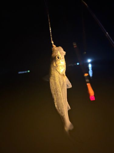 セイゴ（タイリクスズキ）の釣果
