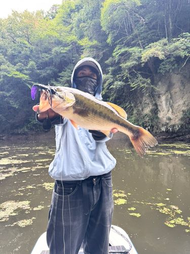 ブラックバスの釣果