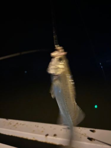 セイゴ（タイリクスズキ）の釣果