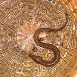 ウナギ