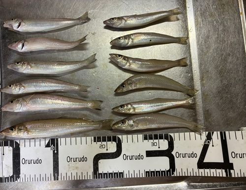 キスの釣果