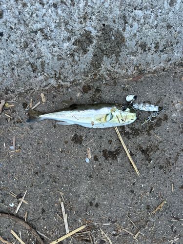 シロサバフグの釣果