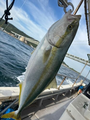 ハマチの釣果