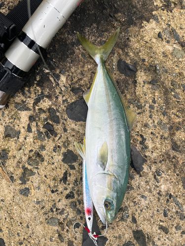 ツバスの釣果