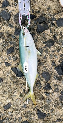 ツバスの釣果