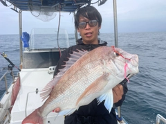マダイの釣果