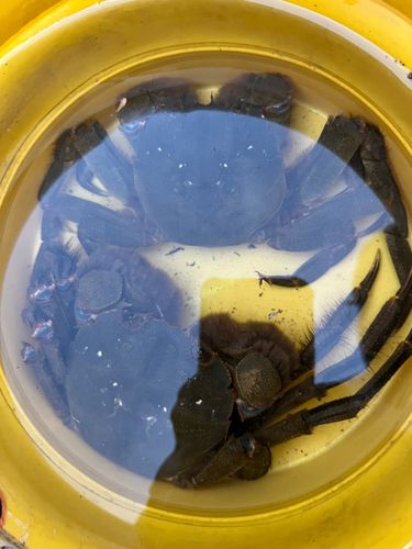 モクズガニの釣果