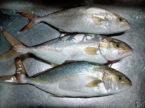 ショゴの釣果