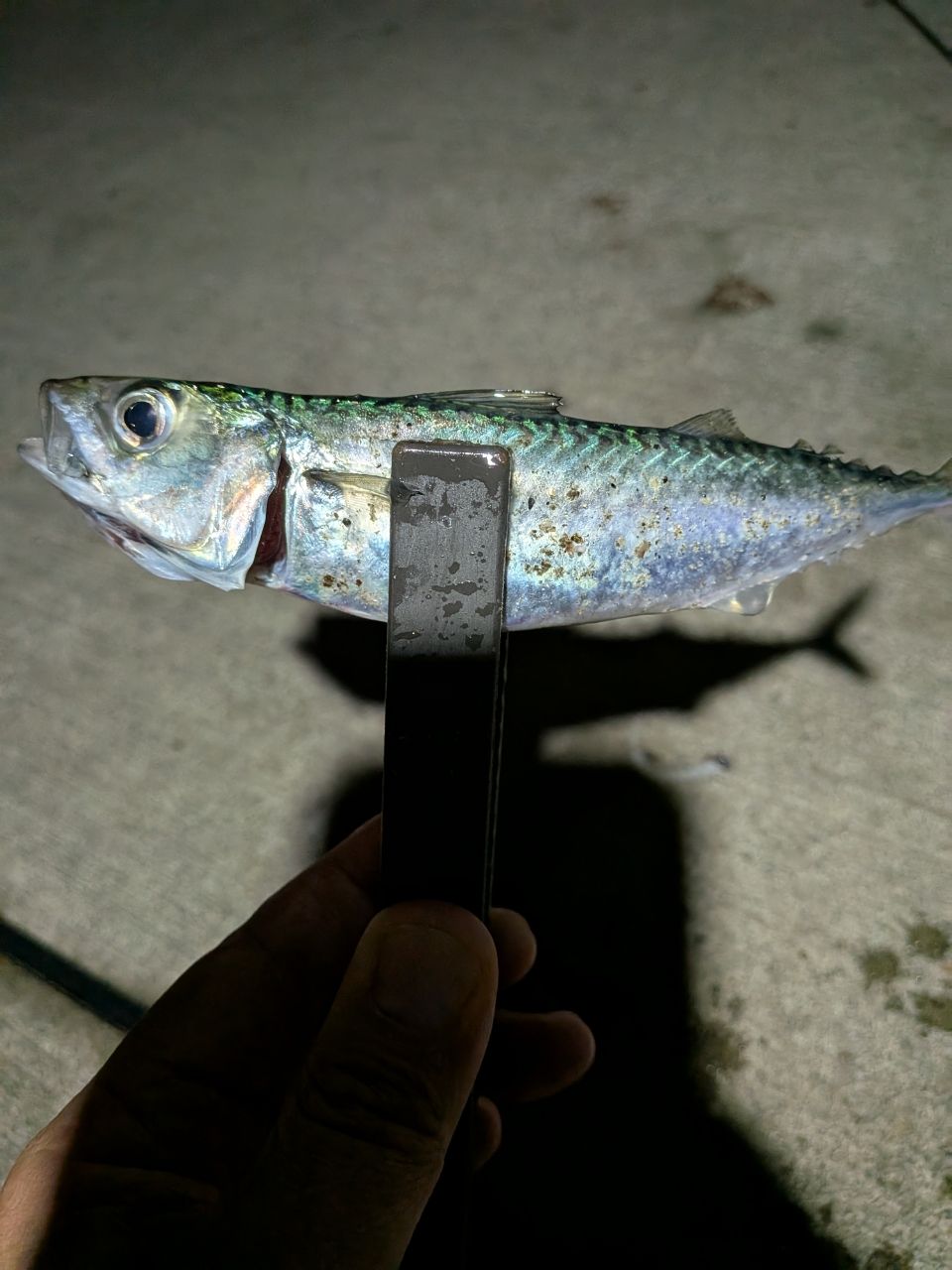 サバ