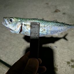 サバ