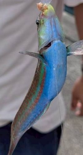 キュウセンの釣果
