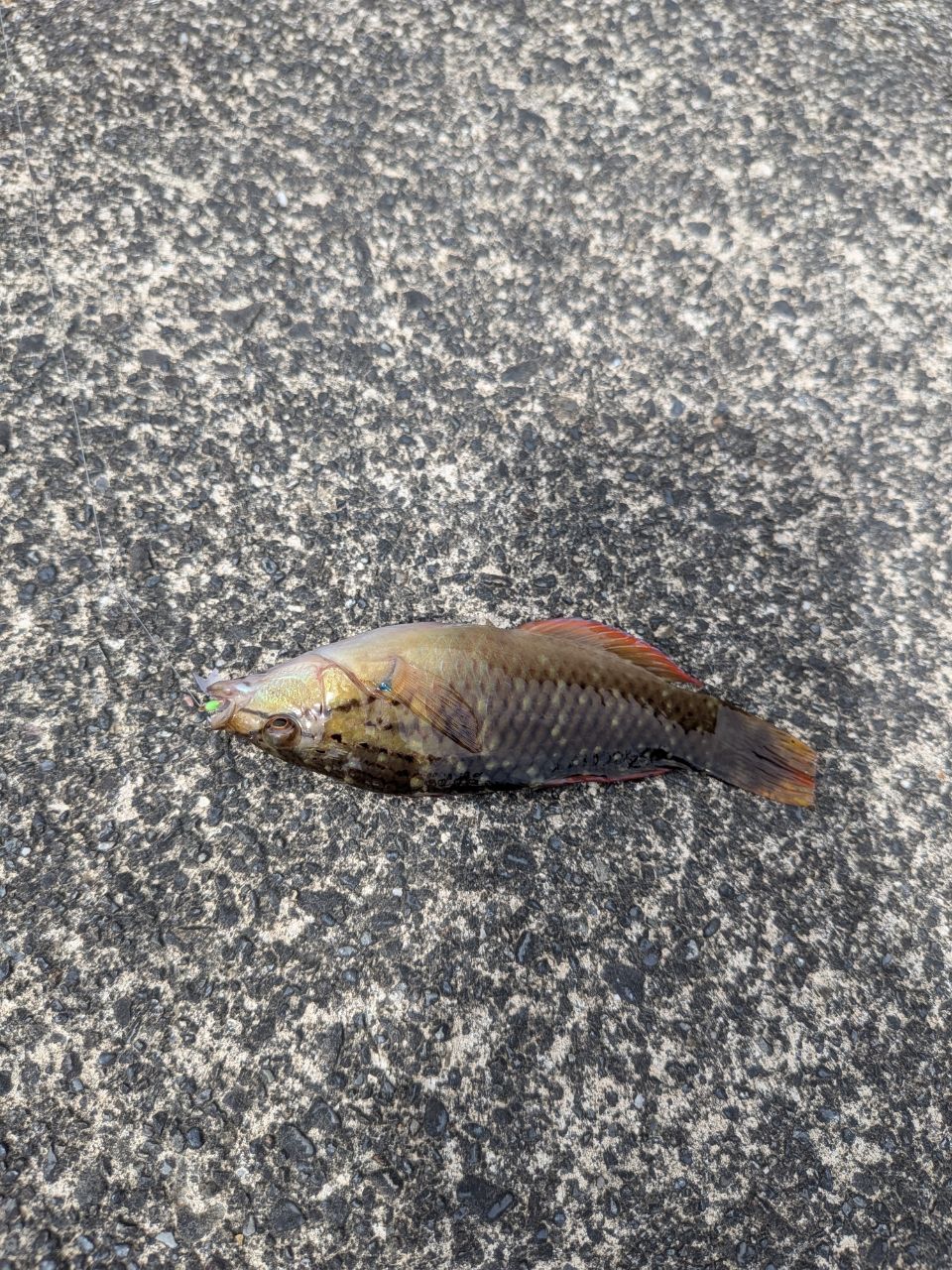 キュウセン