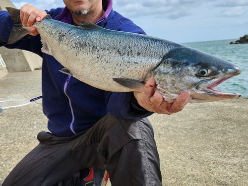 アキアジの釣果