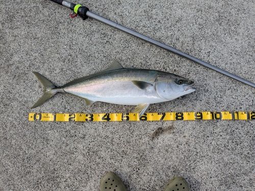 ブリの釣果