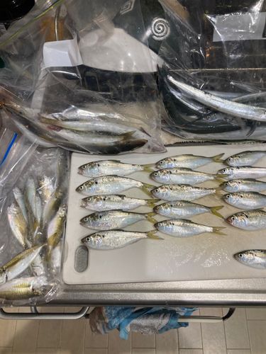 釣果