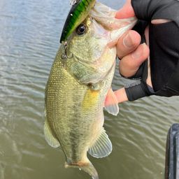 ラージマウスバス