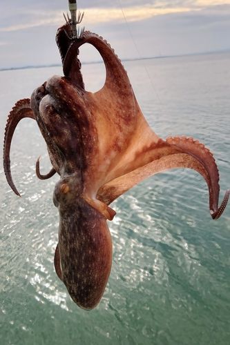 タコの釣果