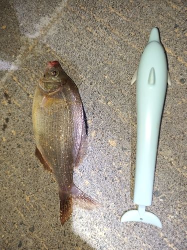 ウミタナゴの釣果