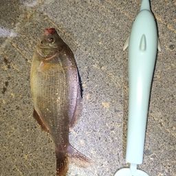 ウミタナゴ