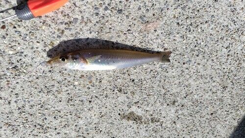 シロギスの釣果