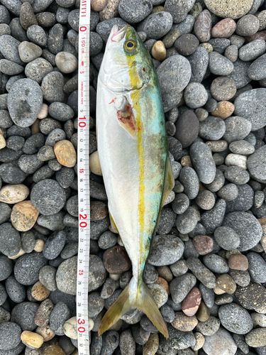 コゾクラの釣果