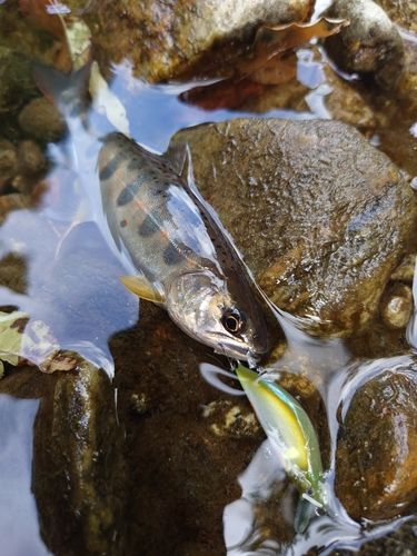 アマゴの釣果