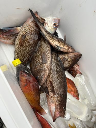 オオモンハタの釣果