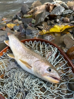イワナの釣果
