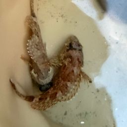 カサゴ