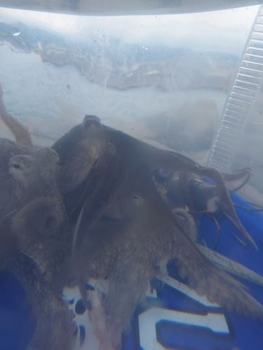 イイダコの釣果