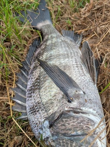 チヌの釣果