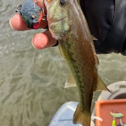 ラージマウスバス