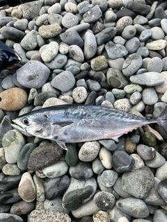 スマガツオの釣果